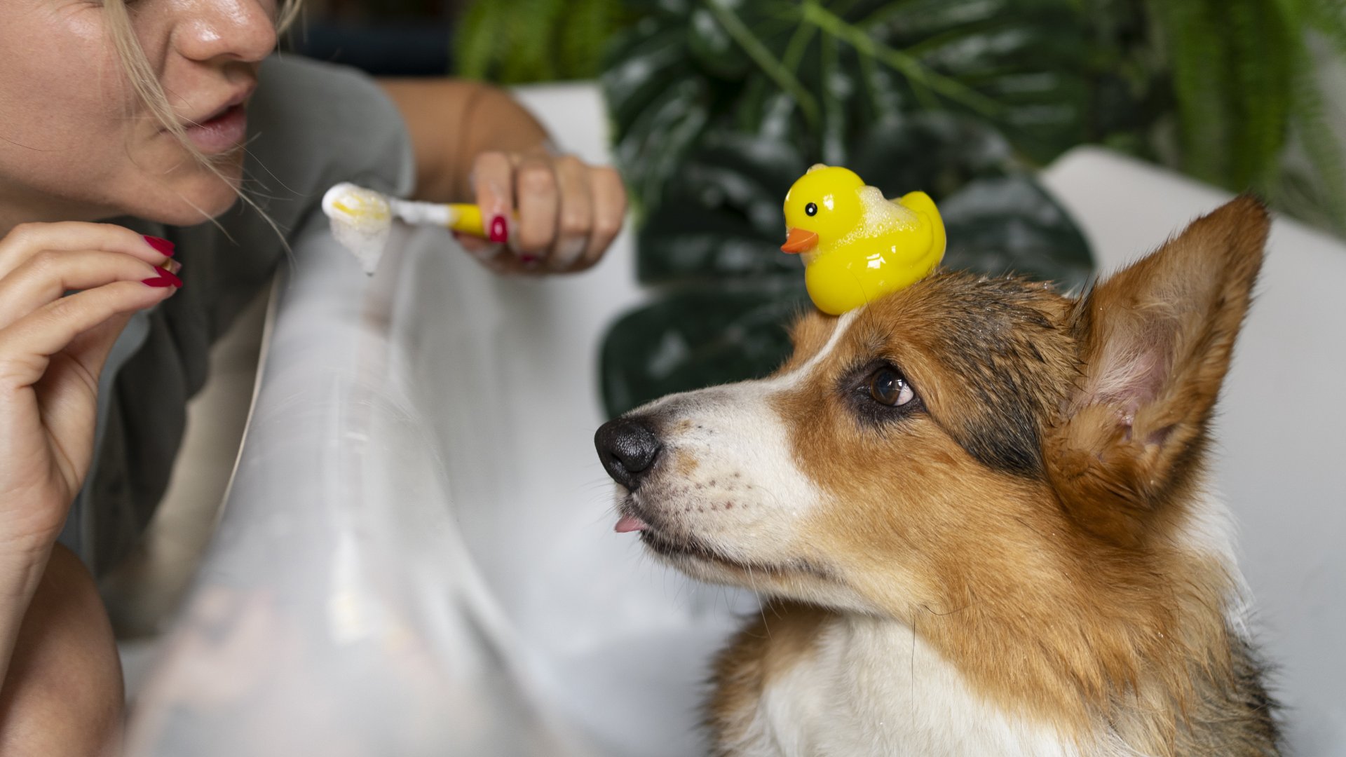 Pet Bathing In Champaign, IL Country View Veterinary Clinic