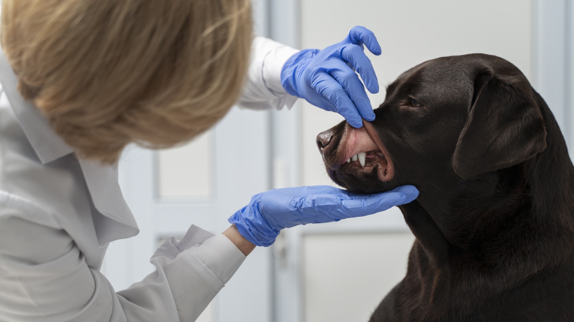 Pet dentistry near me