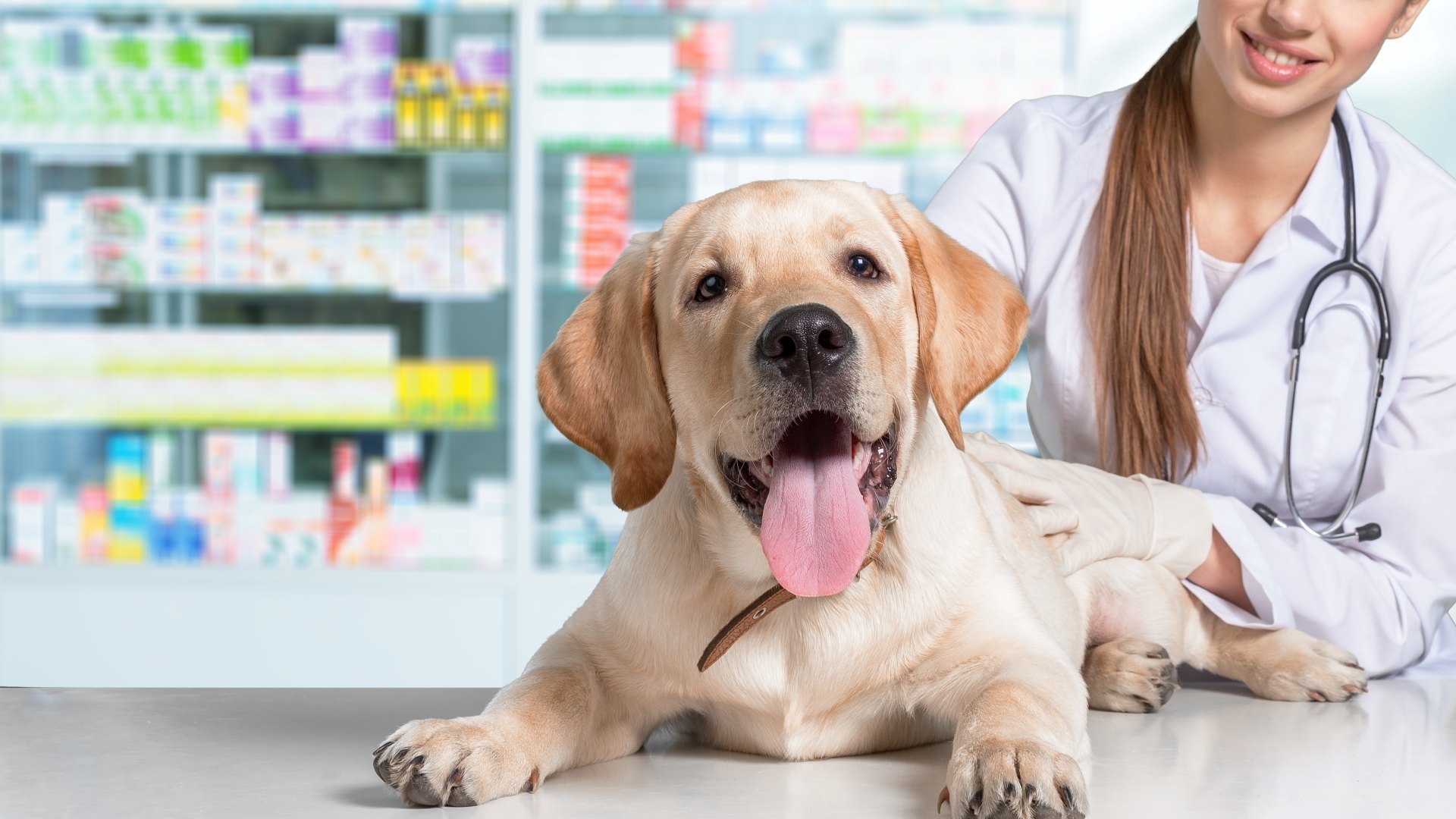 Pet Pharmacy In Champaign IL Country View Veterinary Clinic