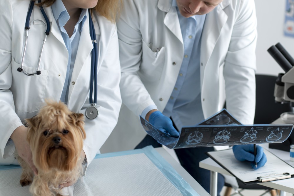 Pet Radiology Services Image