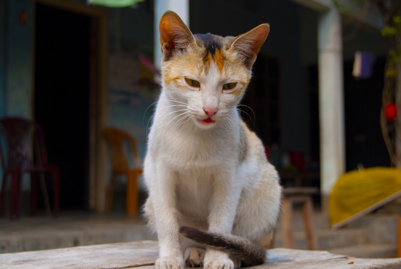 cat sitting
