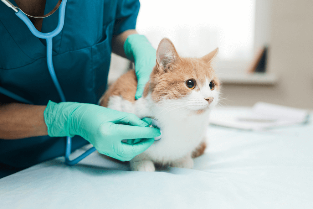 cat at doctor<br />
