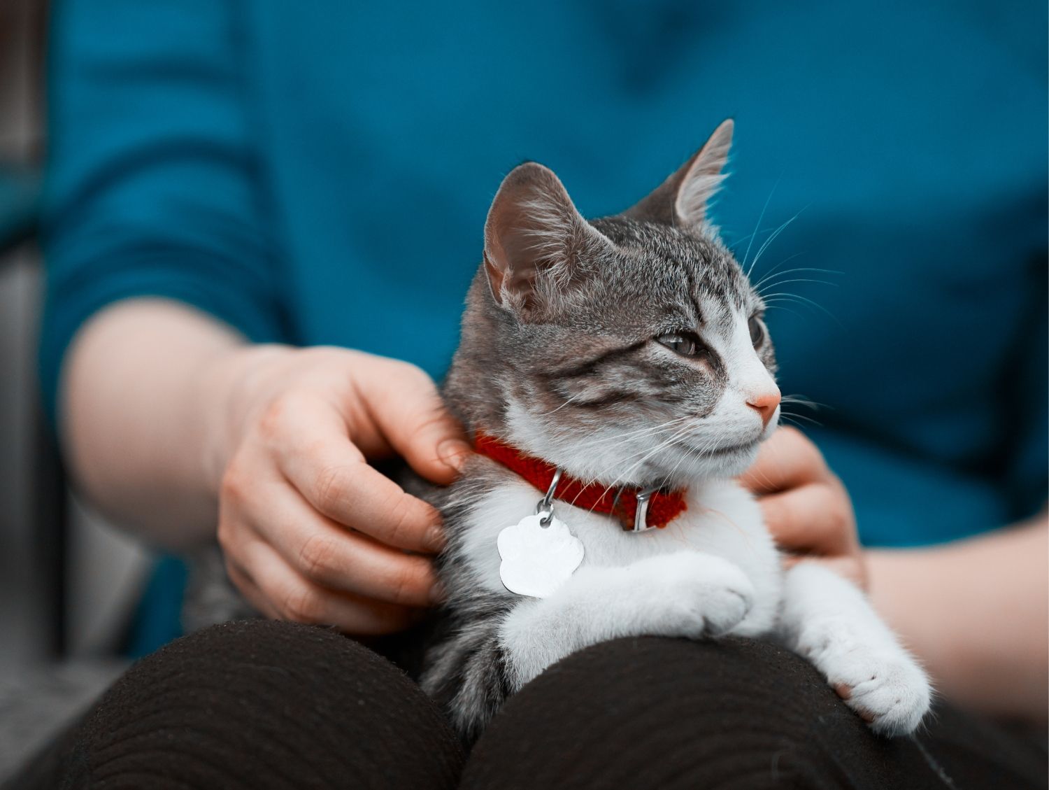 A cat on the lap