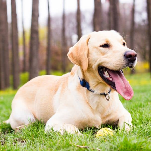 A dog lying on grass with a ball