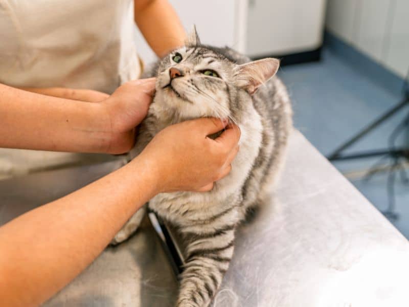 Veterinarian examining a cat on an exam table