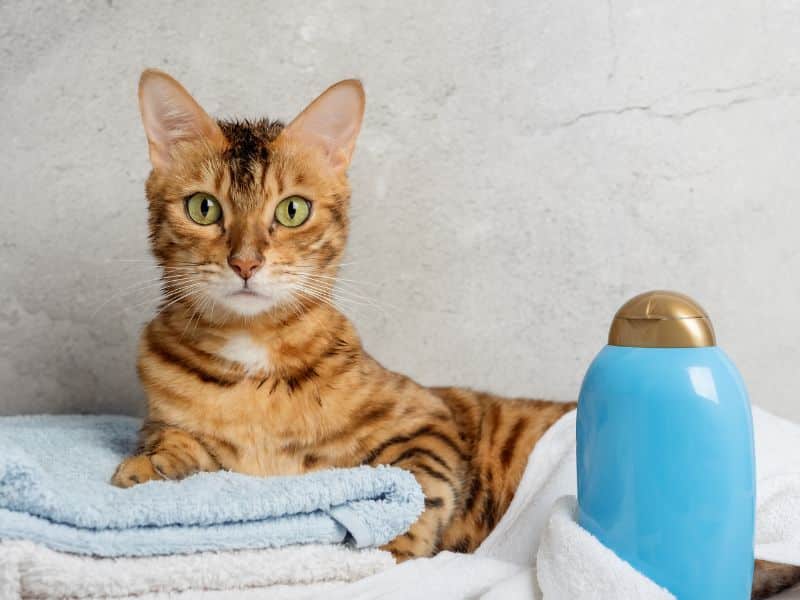 Bengal cat lying next to a blue shampoo bottle
