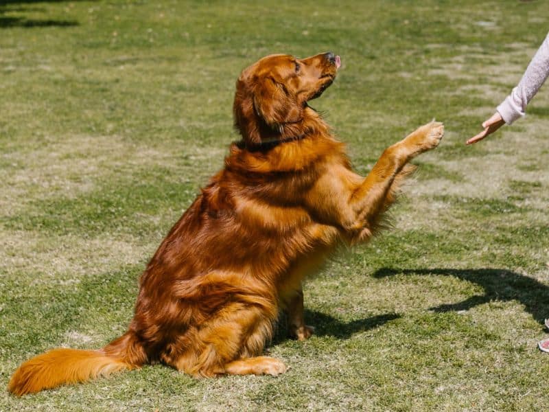 Golden Retriever sitting and lifting its paw