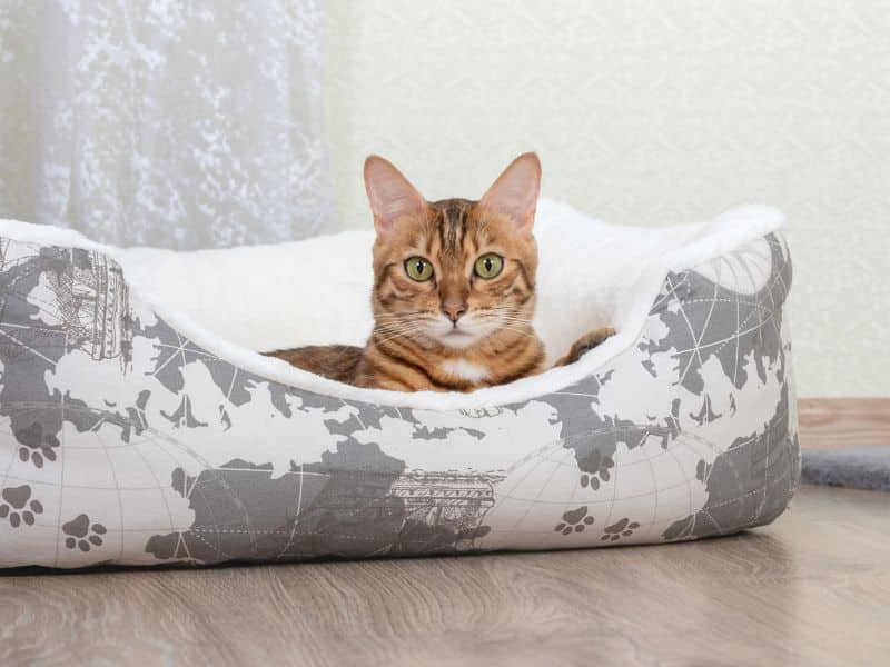Bengal cat resting on a soft cat bed