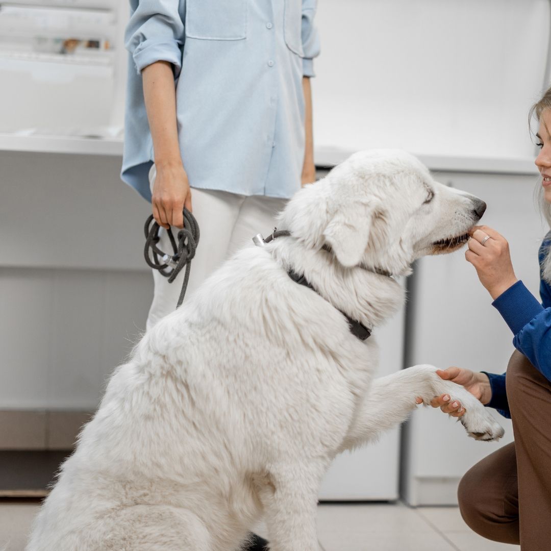 A dietary counseling session for a dog