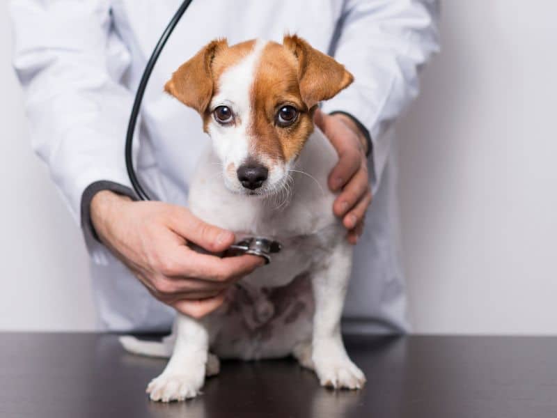 Vet examining puppy with stethoscope