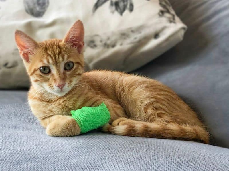 A kitten with a bandaged leg