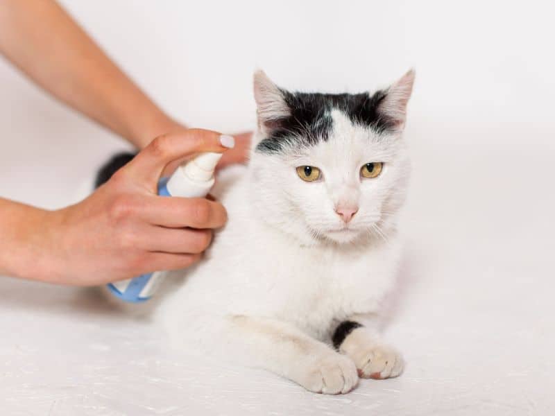 A person applying a topical flea spray to a cat's