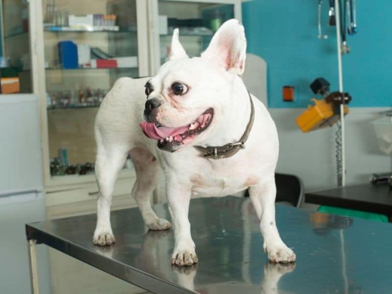A white French Bulldog at the clinic